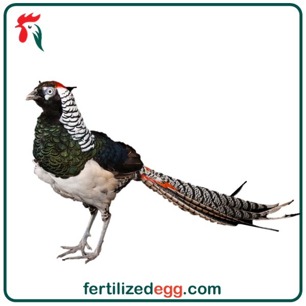 تخم نطفه دار قرقاول لیدی 